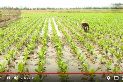 Trồng cây dược liệu tại Ninh Bình