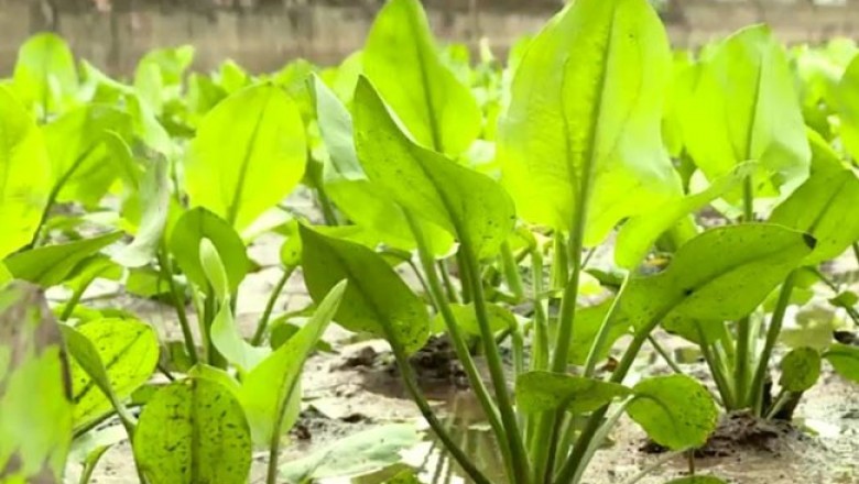 Trồng Cây dược liệu trạch tả cho giá trị kinh tế cao tại Kim Sơn, Ninh Bình