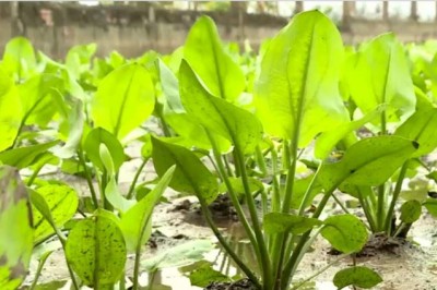 Trồng Cây dược liệu trạch tả cho giá trị kinh tế cao tại Kim Sơn, Ninh Bình