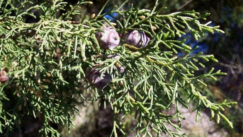 Cây dược liệu cây Hoàng đàn - Cupressus funebris