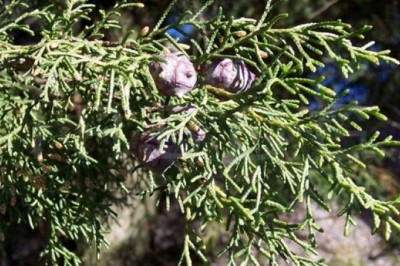 Cây dược liệu cây Hoàng đàn - Cupressus funebris