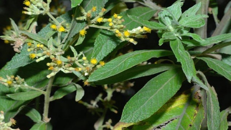 Cây dược liệu Cây Ðại bi - Blumea balsamifera
