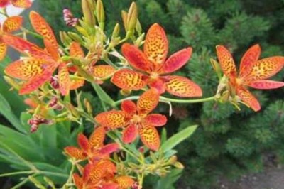 Cây dược liệu cây Rẻ quạt, Xạ can - Belamcanda chinensis