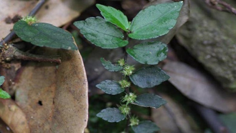 Cây dược liệu cây Sam đá bò - Pellionia radicans