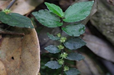 Cây dược liệu cây Sam đá bò - Pellionia radicans