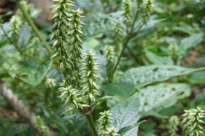 Cây dược liệu cây Ngưu tất - Achyranthes bidentata