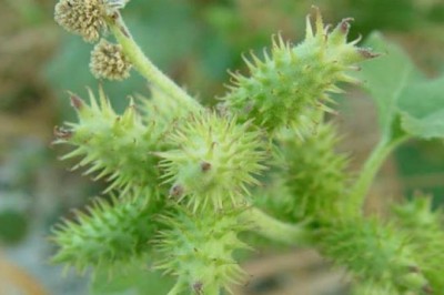 Cây dược liệu cây Ké đầu ngựa - Xanthium strumarium