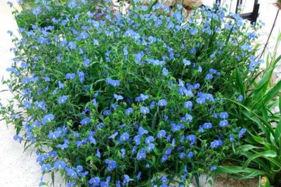 Cây dược liệu Cây Thài Lài - Commelina communis L