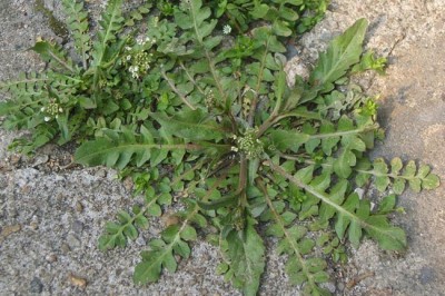 Cây dược liệu cây Tề thái - Capsella Bursa Pastoris
