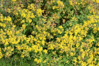 Cây dược liệu Cây Cúc Hoa Vàng - Chrysanthemum Indicum L