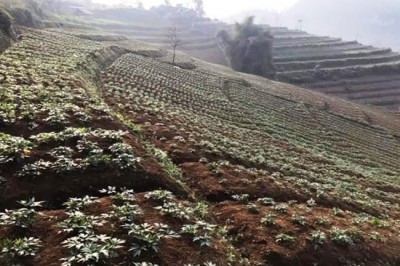 Xem 8 vùng trồng cây dược liệu trọng điểm của Việt Nam