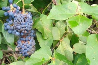 Cây dược liệu cây Huyết Đằng - Sargentodoxa Cuneata