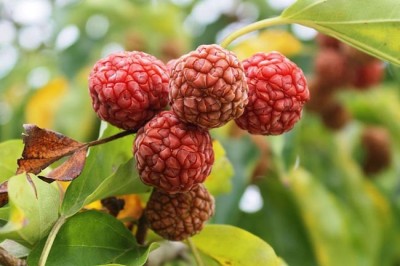 Cây dược liệu Cây Mỏ Quạ Ba Mũi - Maclura Tricuspidata