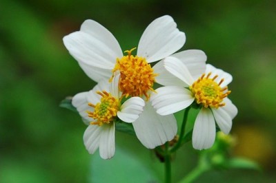 Cây dược liệu cây Đơn kim - Bidens pilosa