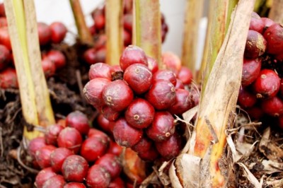 Hà Giang phát triển cây dược liệu tại các huyện nghèo