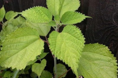 Tác dụng chữa bệnh và cách dùng cây gai, Cây Lá Gai