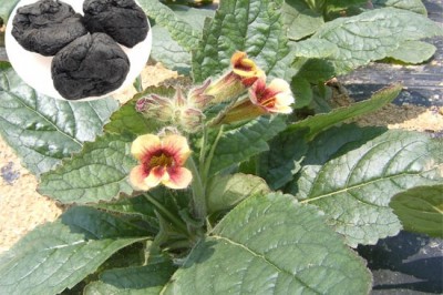 Tác dụng chữa bệnh của Cây Địa hoàng