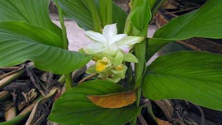Cây dược liệu Cây Nghệ - Curcuma Longa L
