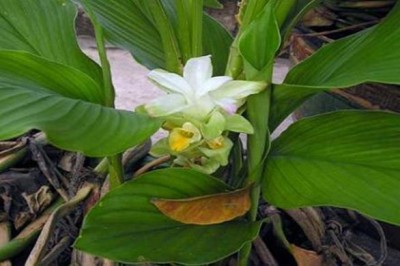 Cây dược liệu Cây Nghệ - Curcuma Longa L