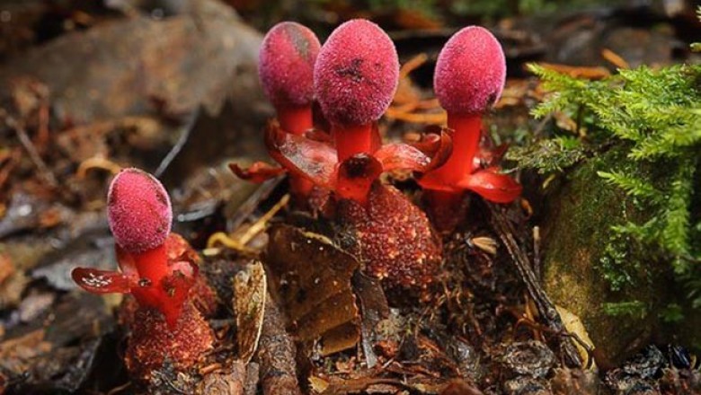 Cây dược liệu cây Dó đất - Balanophora fungosa