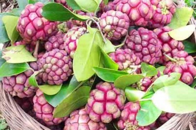 Cây dược liệu Cây Na Rừng - Kadsura Coccinea