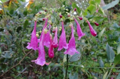 Những bài thuốc Đông Y sử dụng dược liệu từ cây Chàm Mèo