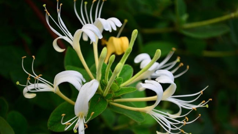Những bài thuốc Đông Y chữa bệnh từ cây Kim Ngân Hoa