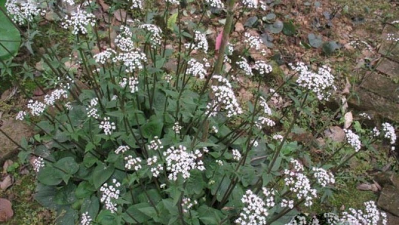 Cây dược liệu cây Nữ lang - Valeriana hardwickii Wall