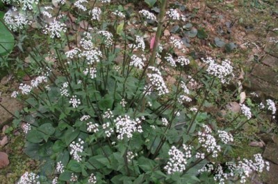 Cây dược liệu cây Nữ lang - Valeriana hardwickii Wall