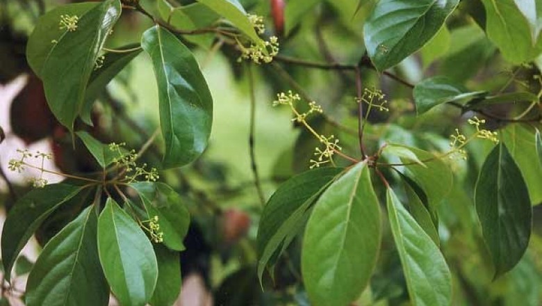 Cây dược liệu Cây Vù Hương - Cinnamomum Parthenoxylon