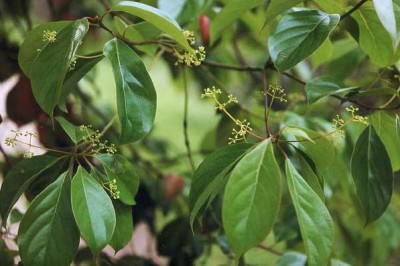 Cây dược liệu Cây Vù Hương - Cinnamomum Parthenoxylon