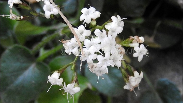 Cây dược liệu cây Nữ lang nhện - Valeriana jatamansi Jones