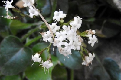 Cây dược liệu cây Nữ lang nhện - Valeriana jatamansi Jones