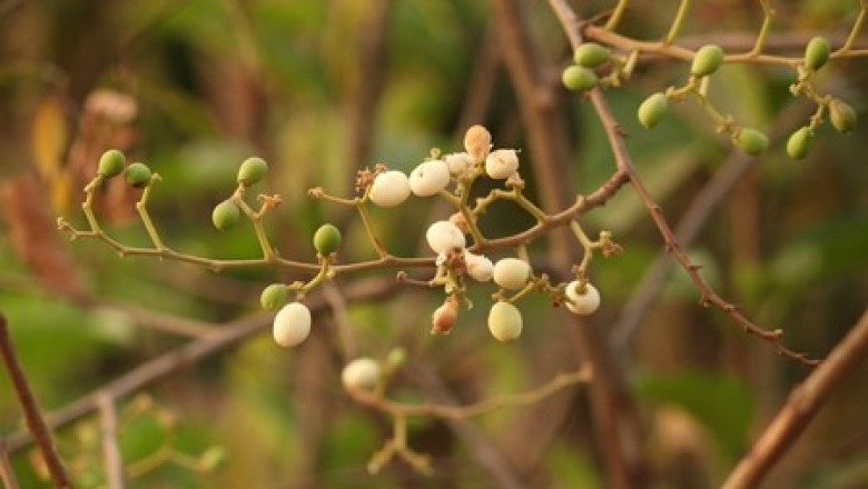 Cây dược liệu Cây Táo Nhám - Ziziphus Rugosa