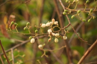 Cây dược liệu Cây Táo Nhám - Ziziphus Rugosa