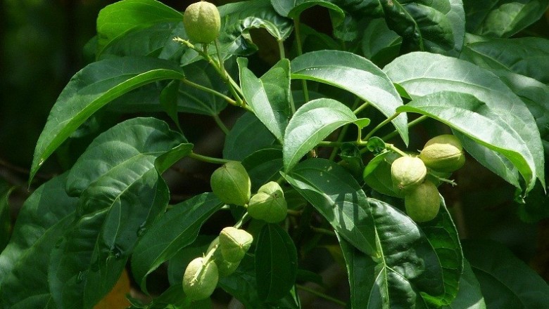 Cây dược liệu cây Ba đậu - Croton tiglium L