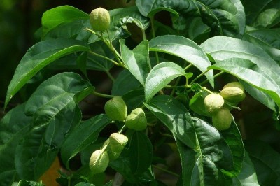 Cây dược liệu cây Ba đậu - Croton tiglium L