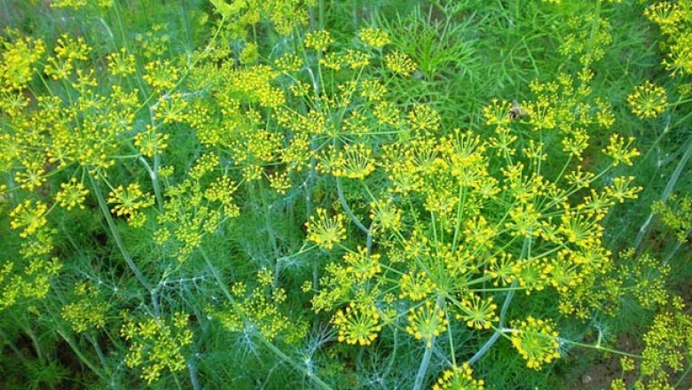 Cây Thìa là, Thì là - Anethum graveolens L