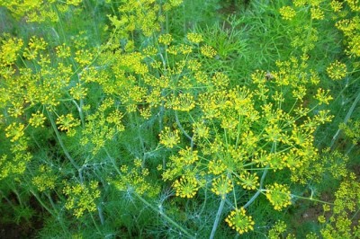 Cây Thìa là, Thì là - Anethum graveolens L