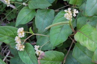 Cây dược liệu cây Thồm lồm, Đuôi tôm. Cay lá lồm - Polygonum chinense I