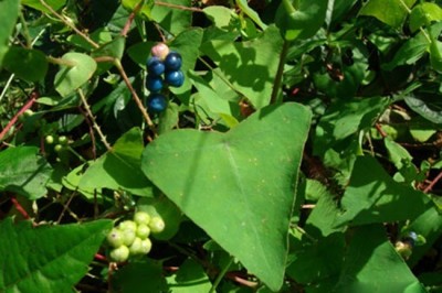 Cây dược liệu cây Thồm lồm gai, Rau má ngọ, Rau sông chua dây - Polygonum perfoliatum L