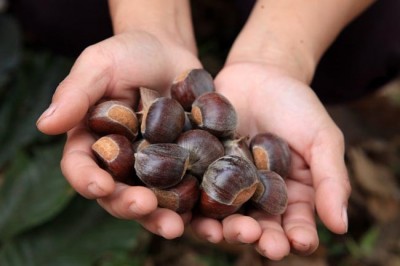 Cây dược liệu cây Dẻ Trùng khánh - Castanea mollissima Blume