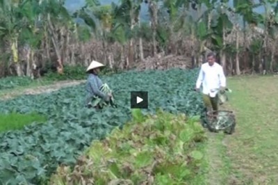 Thành phố phát triển trồng rau an toàn, Cao Bằng