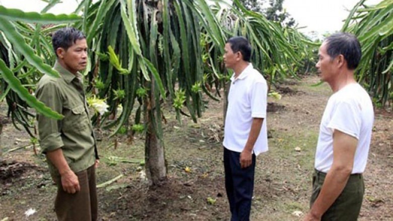 Hiệu quả mô hình trồng thanh long ở Hưng Đạo, Cao Bằng