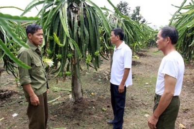 Hiệu quả mô hình trồng thanh long ở Hưng Đạo, Cao Bằng