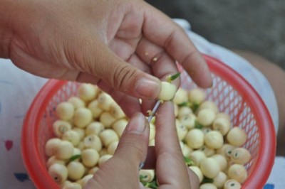 Hiểu đúng về việc dùng hạt sen chữa mất ngủ