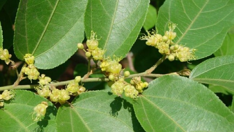Cây dược liệu cây Thục địa - Guazuma ulmifolia Lam