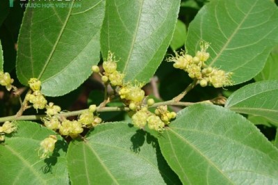 Cây dược liệu cây Thục địa - Guazuma ulmifolia Lam