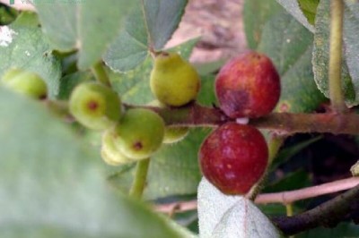 Cây dược liệu cây Vú bò sẻ, Vú lợn - Ficus simplicissima Lour