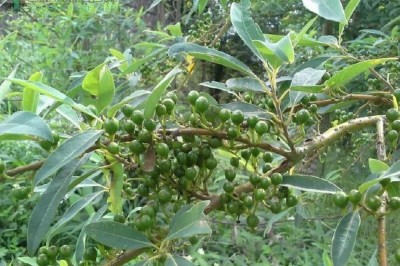 Cây dược liệu cây Màng tang - Litsea cubeba